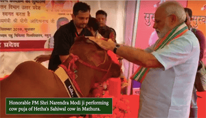 Modiji performing Puja of reddyfruitstore Sahiwal cow